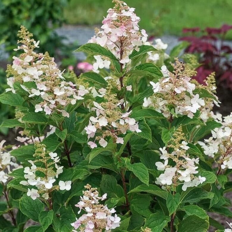 Hortenzija 'Early Harry' (Piegāde 20.-22. aprīlī)