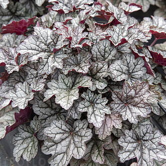 Heuchera 'World Cafe Correto'