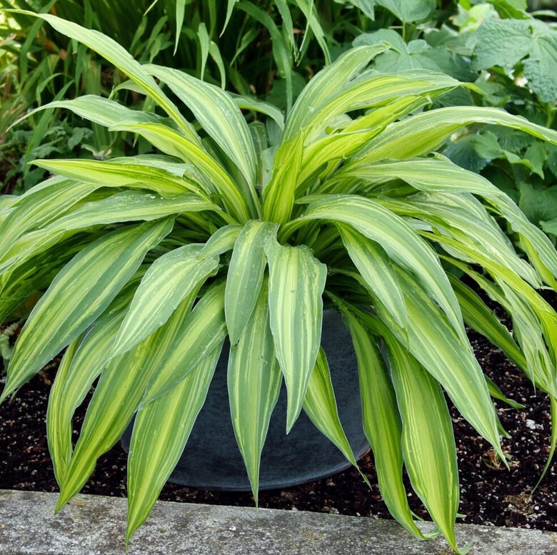 Hosta 'Hyuga Urajiro'  (pieejams no jūnija)