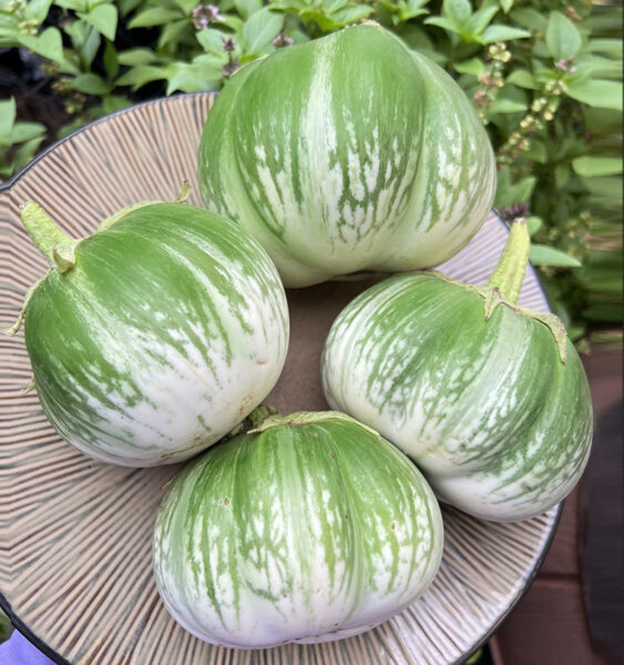 Kambodžas zaļais milzu baklažāns