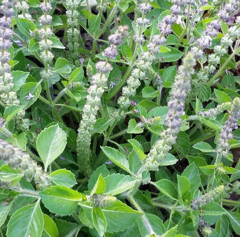 Svētais baziliks 'Tulsi Kapura'