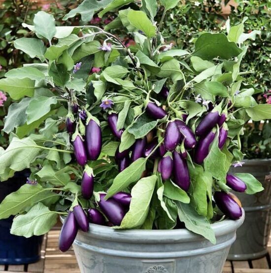 Podu baklažāns “Little Finger”