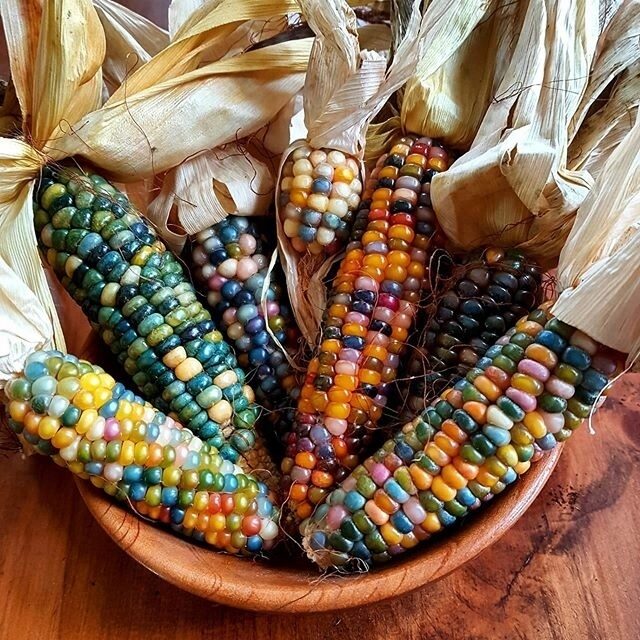 Mini popkorna kukurūza 'Little Jewels'