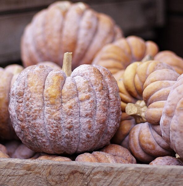 Muskatķirbis “Mini Musk”