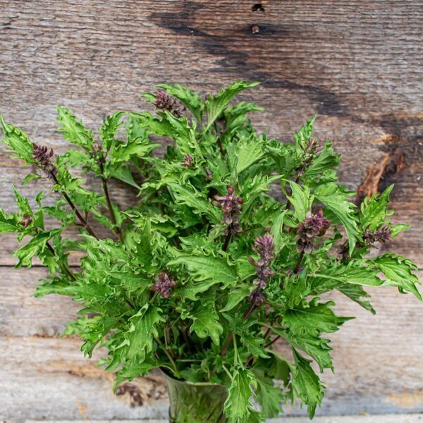 Zanzibāras baziliks 'Mrihani'