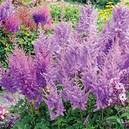 Astilbe 'Nemo'  (pieejams no jūnija)