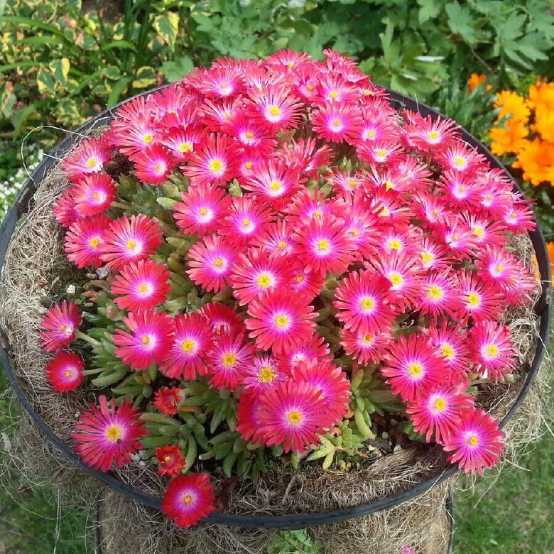 Pusdienziede 'Jewel of Desert Garnet' 