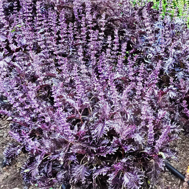 Baziliks 'Opalescent'