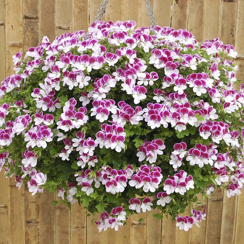 Cirtainā pelargonija 'Angeleyes Bicolor'  (pieejams no jūnija)