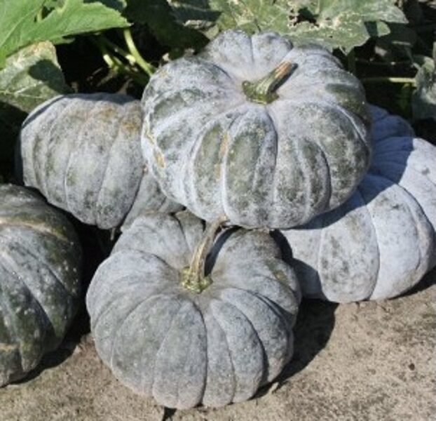 Muskatķirbis “Melnā Pantera”