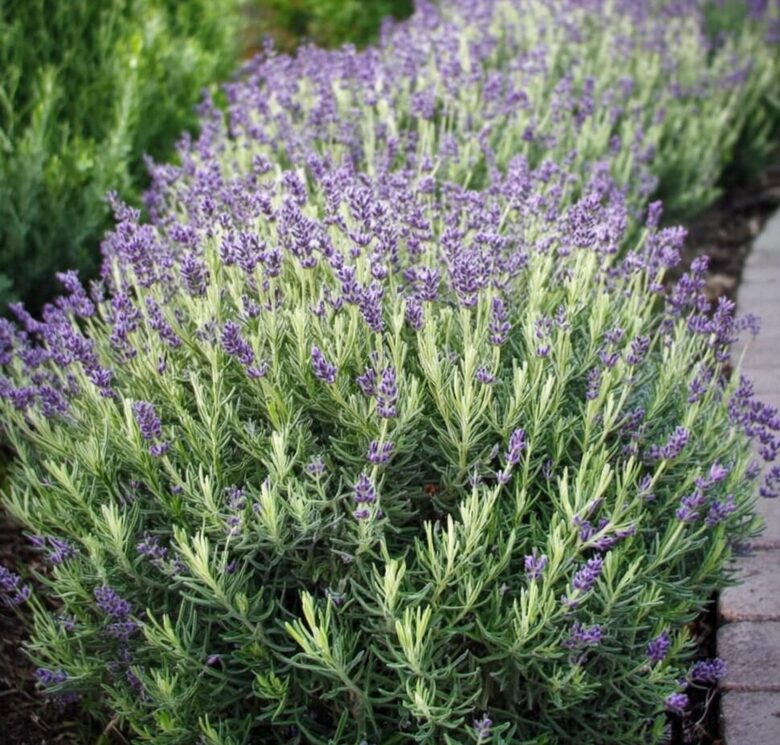 Lavanda “Platinum Blonde” (pieejams no jūnija)