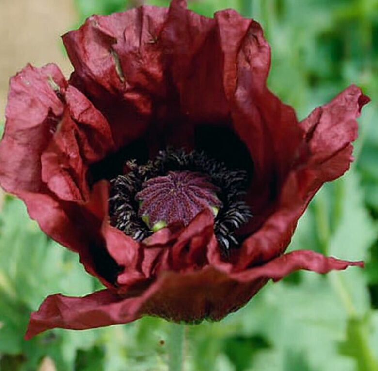 Austrumu magone 'Royal Chocolate'