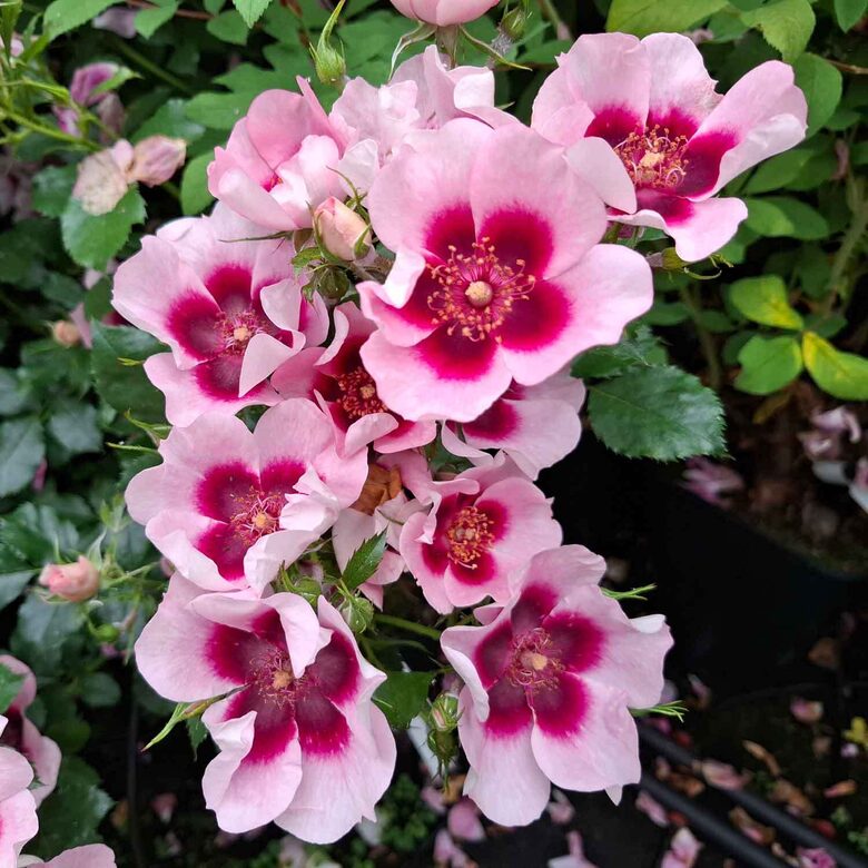 Roze 'Babylon Bravo Eyes'