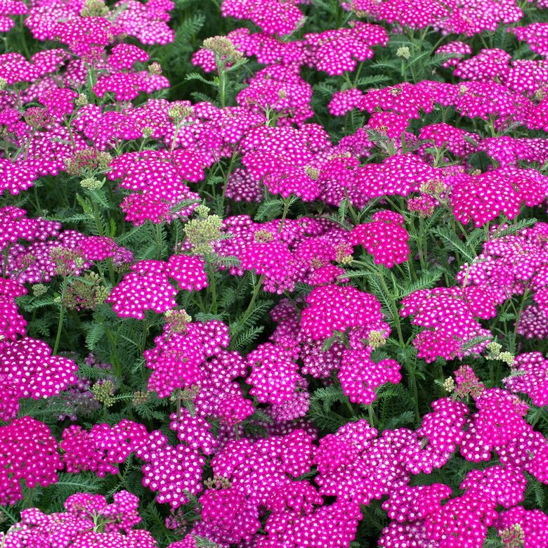 Pelašķis 'New Vintage Violet'