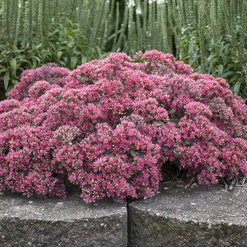 Laimiņš 'Popstar'  (pieejams no jūnija)