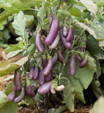 Podu baklažāns 'Slim Jim'