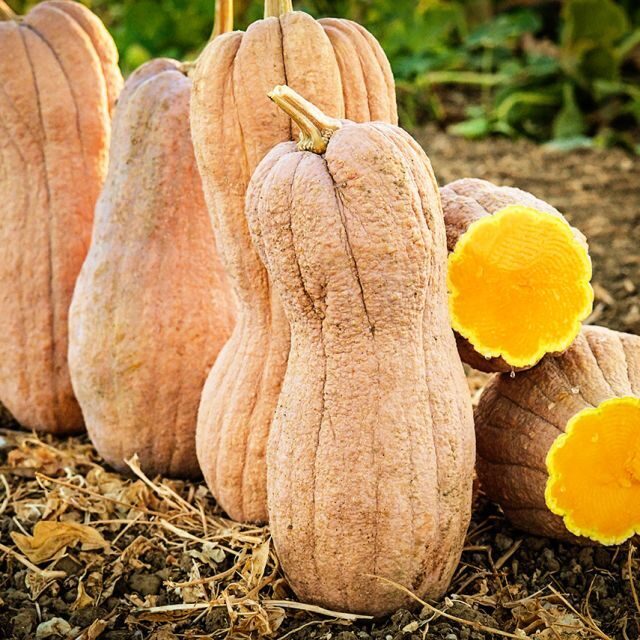 Sviesta ķirbis “Butternut Rugosa”