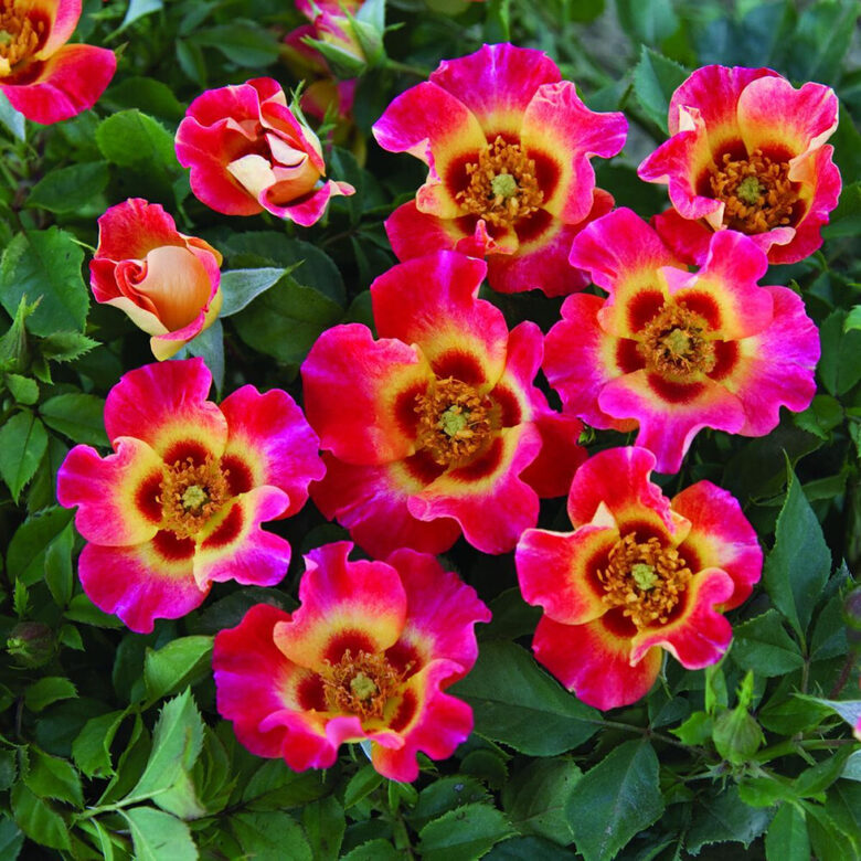 Roze 'Babylon Sunshine Eyes'