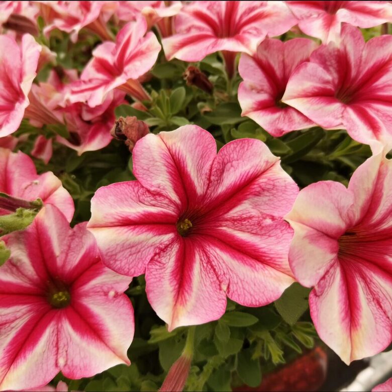 Petūnija 'Strawberry Cream' (pieejams no jūnija)