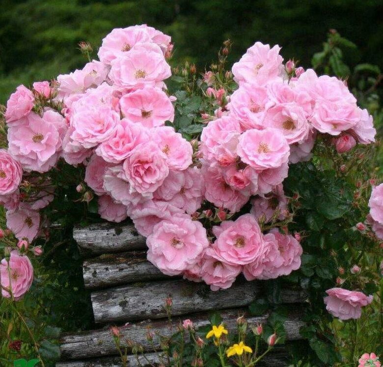 Vīteņroze 'Climbing Bonica'