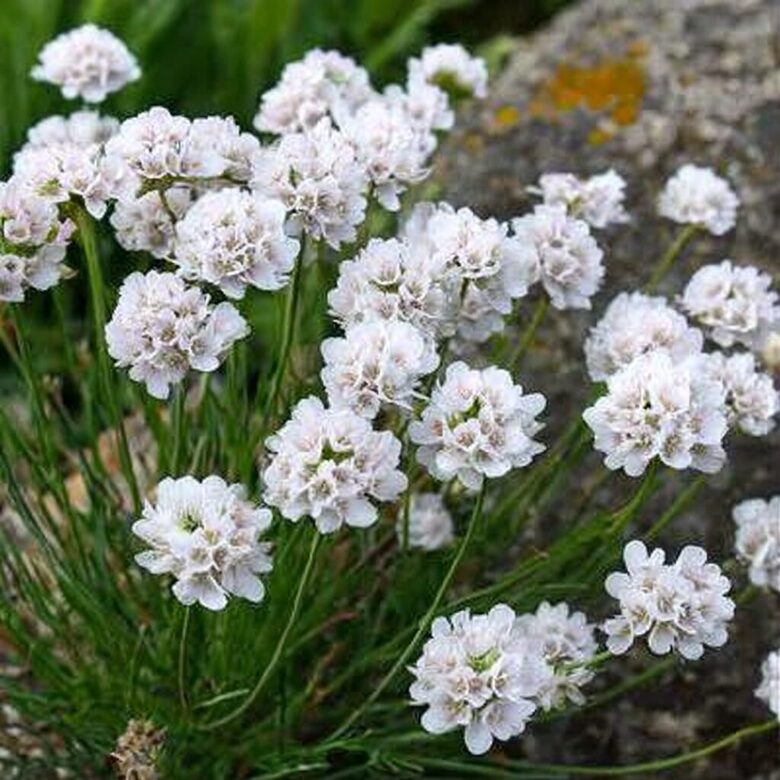 Armērija 'Morning Star White'  (pieejams no jūnija)