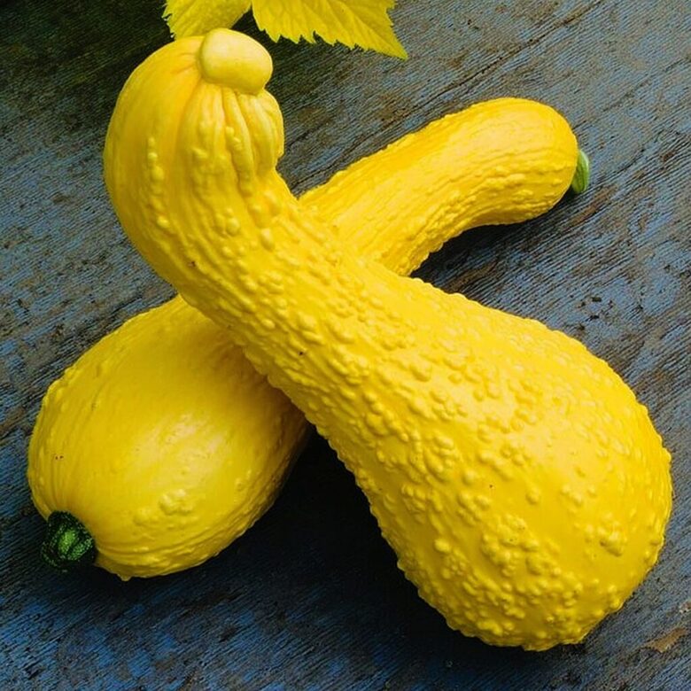 Ķirbis 'Yellow Crookneck'