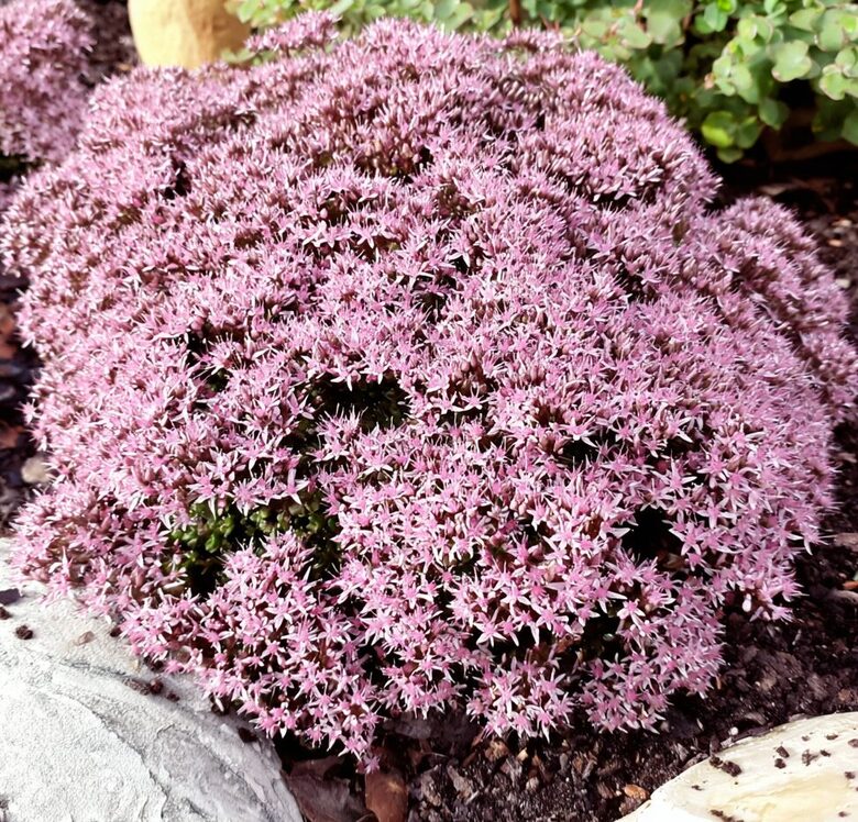 Laimiņš 'Jade Truffaut'  (pieejams no jūnija)