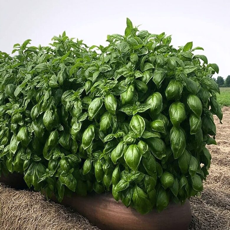 Baziliks 'Everleaf Genovese'