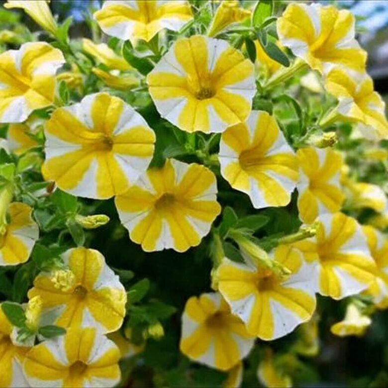 Kalibrahoja 'Lemon Slice' (pieejams no jūnija)