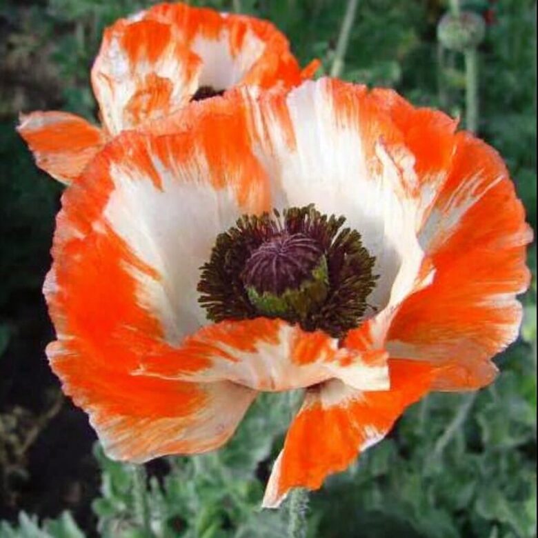 Austrumu magone 'Orange Glow'