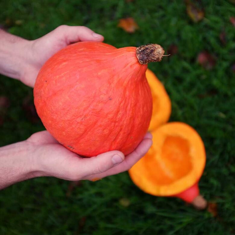 Ķirbis 'Uchiki Kuri'