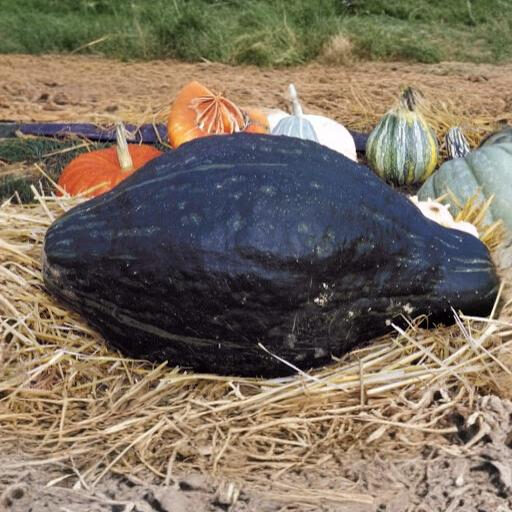 Ķirbis 'Green Hubbard'