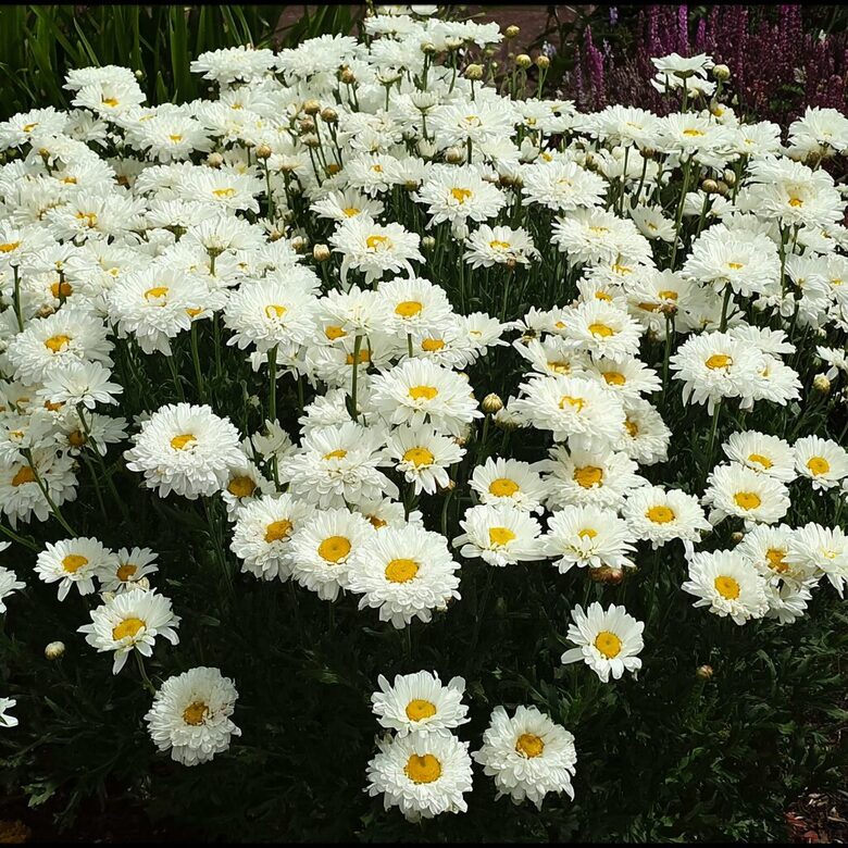 Pīpene 'Victorian Secret'