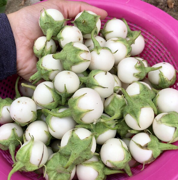 Baklažāni “White Egg”