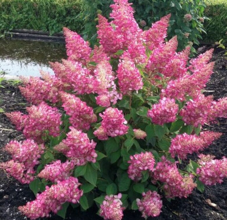 Hortenzija 'Candlelight' (Piegāde 20.-22. aprīlī)