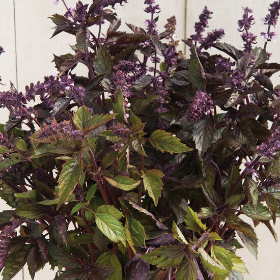 Baziliks 'Aromatto'