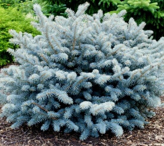 Sudrabegle 'Glauca Globosa'