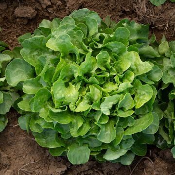 Ozollapu salāti 'Emerald Oak'