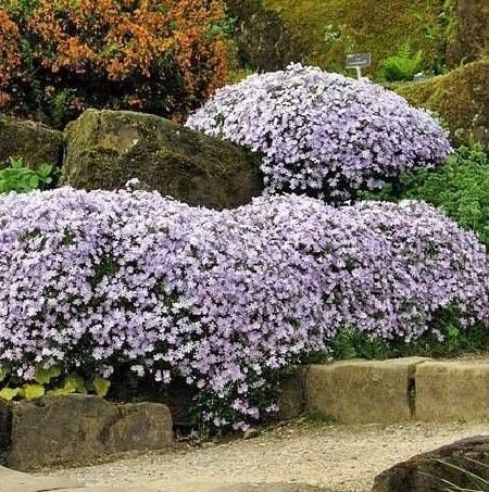 Phlox subulata 'Bavaria'