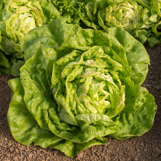 Sviesta salāti 'Regina di Maggio'