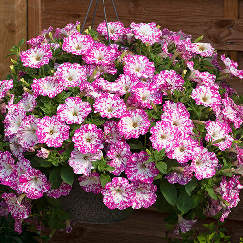 Petūnija “Rumba Rose”