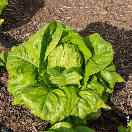 Romiešu salāti 'Blonde Maraichere'