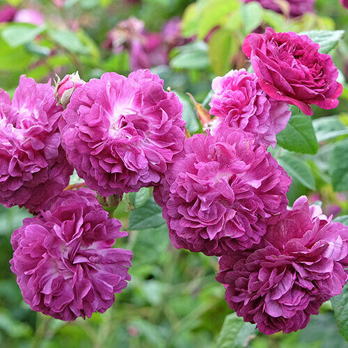 Roze 'Cardinal de Richelieu'