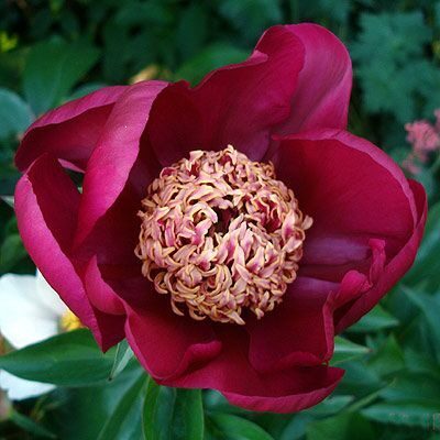 Peonija 'Nippon Beauty'