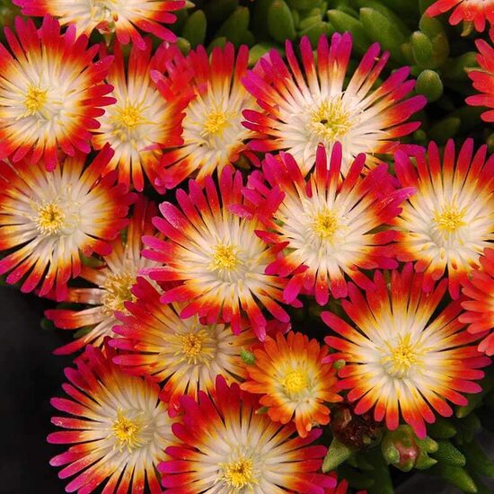 Pusdienziede 'Ruby'
