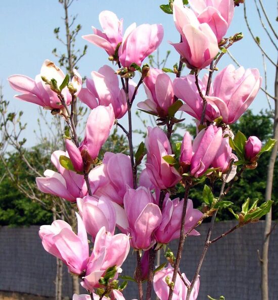 Magnolija 'George Henry Ken'