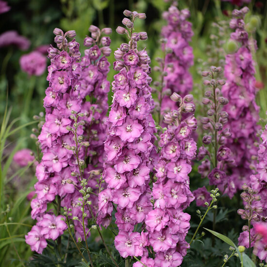 Delfīnija 'Chantay'