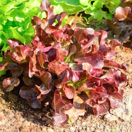 Ozollapu salāti 'Antares'