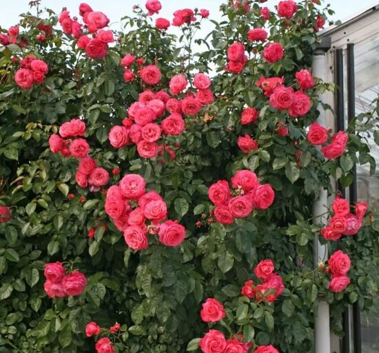 Vīteņroze 'Rosanna'