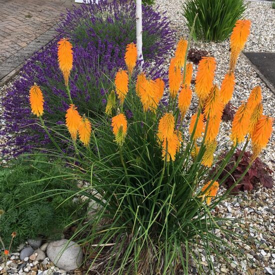 Knifofija 'Mango Popsicle'
